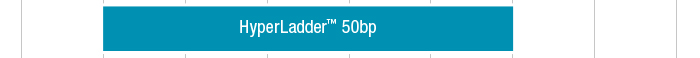 HyperLadder 50bp